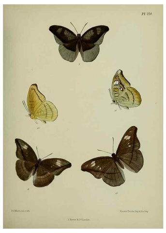Reproducción/Reproduction 26249564927: Lepidoptera indica.. London,1890-1913.. 