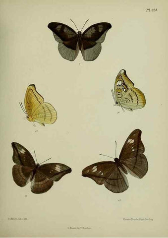 Reproducción/Reproduction 26249564927: Lepidoptera indica.. London,1890-1913.. 
