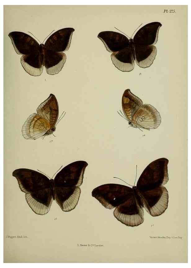 Reproducción/Reproduction 27248018418: Lepidoptera indica.. London,1890-1913.. 