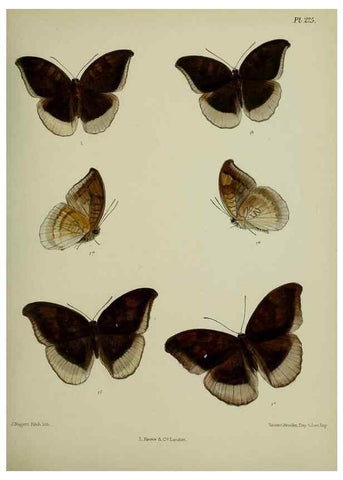 Reproducción/Reproduction 27248018418: Lepidoptera indica.. London,1890-1913.. 
