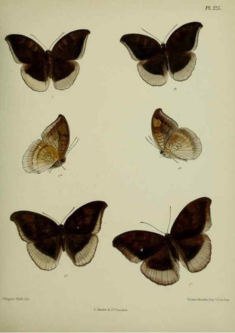 Reproducción/Reproduction 27248018418: Lepidoptera indica.. London,1890-1913.. 