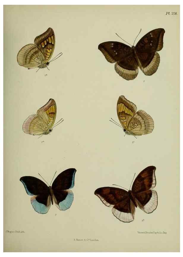 Reproducción/Reproduction 41120762531: Lepidoptera indica.. London,1890-1913.. 