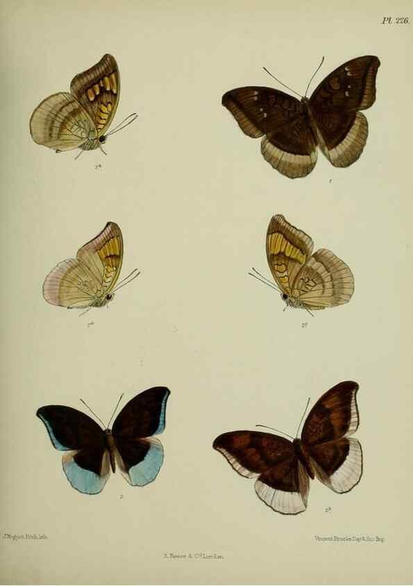 Reproducción/Reproduction 41120762531: Lepidoptera indica.. London,1890-1913.. 