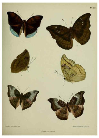 Reproducción/Reproduction 41120766861: Lepidoptera indica.. London,1890-1913.. 