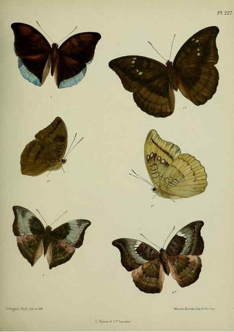 Reproducción/Reproduction 41120766861: Lepidoptera indica.. London,1890-1913.. 