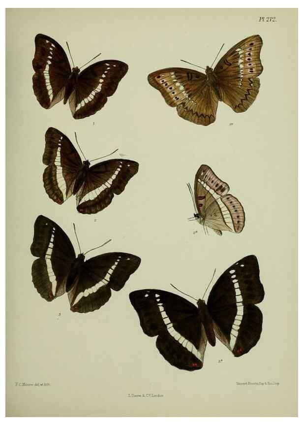 Reproducción/Reproduction 27247887798: Lepidoptera indica.. London,1890-1913.. 