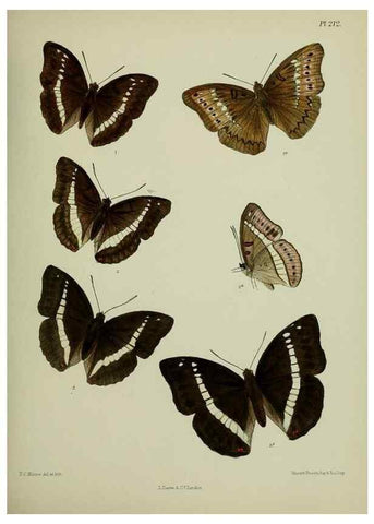 Reproducción/Reproduction 27247887798: Lepidoptera indica.. London,1890-1913.. 