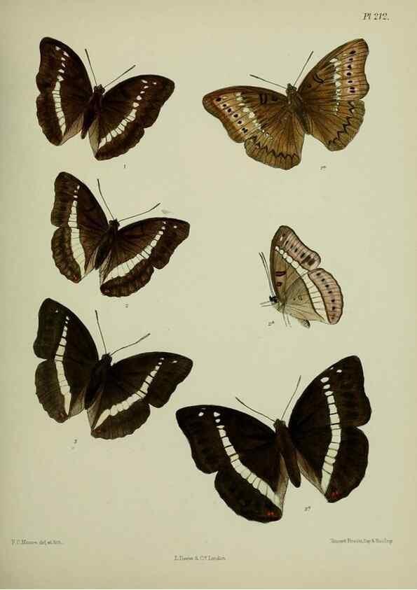 Reproducción/Reproduction 27247887798: Lepidoptera indica.. London,1890-1913.. 