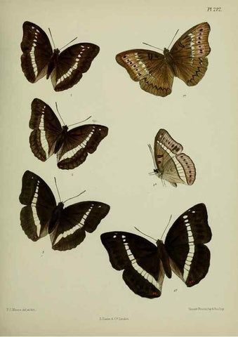 Reproducción/Reproduction 27247887798: Lepidoptera indica.. London,1890-1913.. 