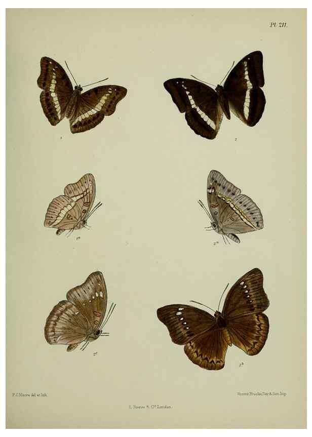 Reproducción/Reproduction 41077375632: Lepidoptera indica.. London,1890-1913.. 
