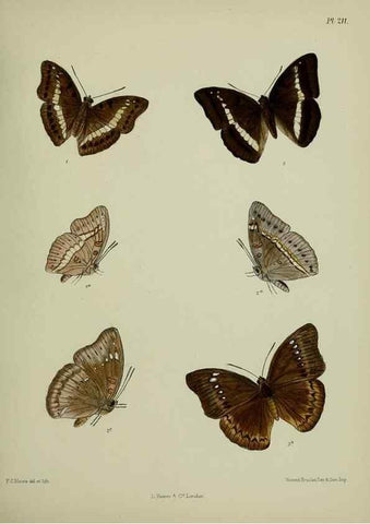 Reproducción/Reproduction 41077375632: Lepidoptera indica.. London,1890-1913.. 