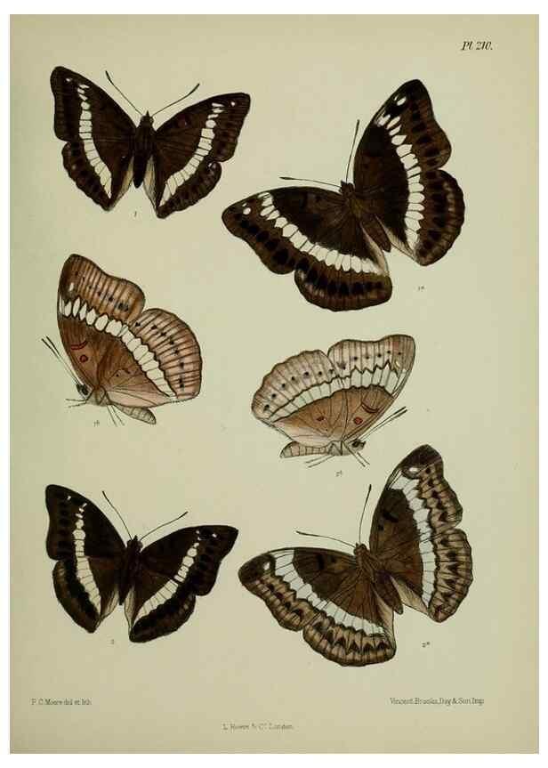 Reproducción/Reproduction 39311828320: Lepidoptera indica.. London,1890-1913.. 