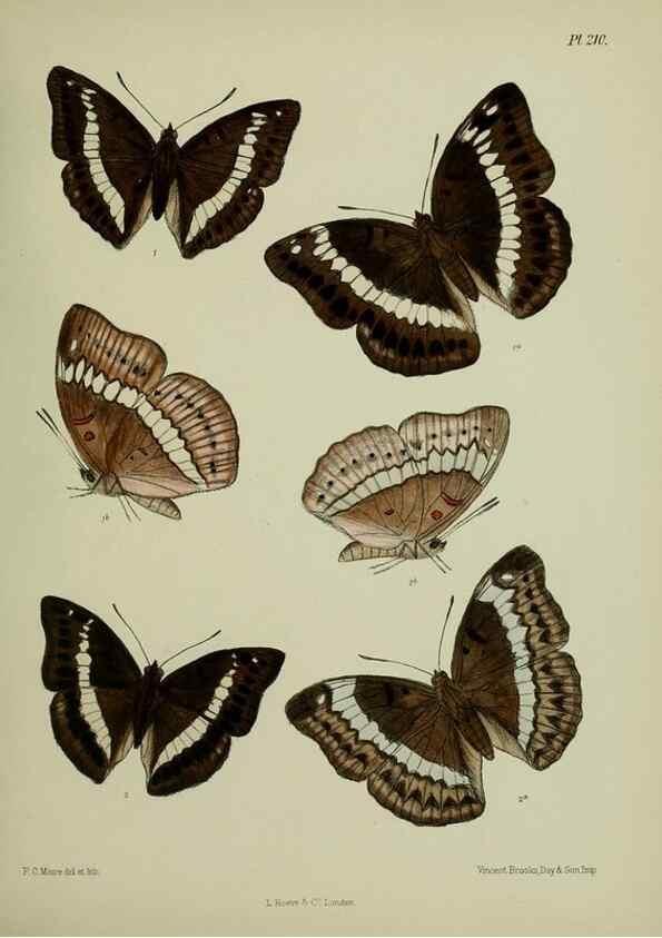 Reproducción/Reproduction 39311828320: Lepidoptera indica.. London,1890-1913.. 