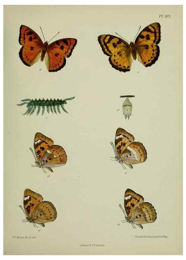 Reproducción/Reproduction 40410069944: Lepidoptera indica.. London,1890-1913.. 