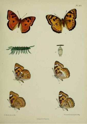 Reproducción/Reproduction 40410069944: Lepidoptera indica.. London,1890-1913.. 