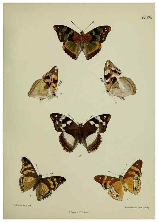 Reproducción/Reproduction 41120521631: Lepidoptera indica.. London,1890-1913.. 