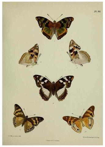 Reproducción/Reproduction 41120521631: Lepidoptera indica.. London,1890-1913.. 