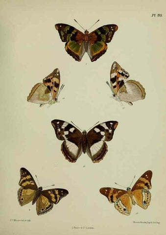 Reproducción/Reproduction 41120521631: Lepidoptera indica.. London,1890-1913.. 