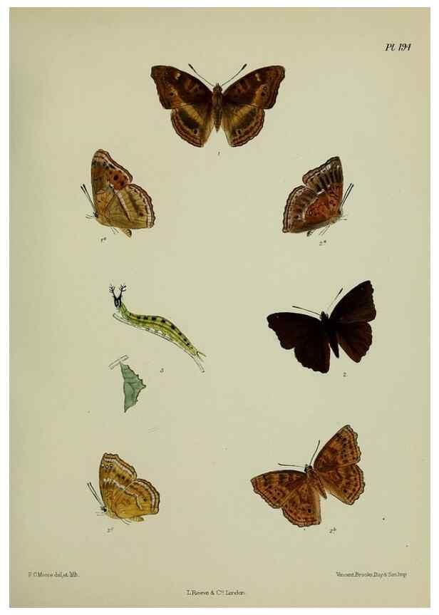 Reproducción/Reproduction 41120524801: Lepidoptera indica.. London,1890-1913.. 