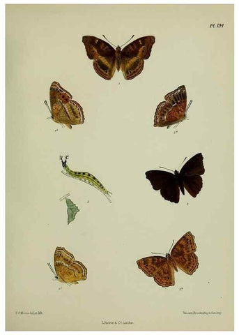 Reproducción/Reproduction 41120524801: Lepidoptera indica.. London,1890-1913.. 