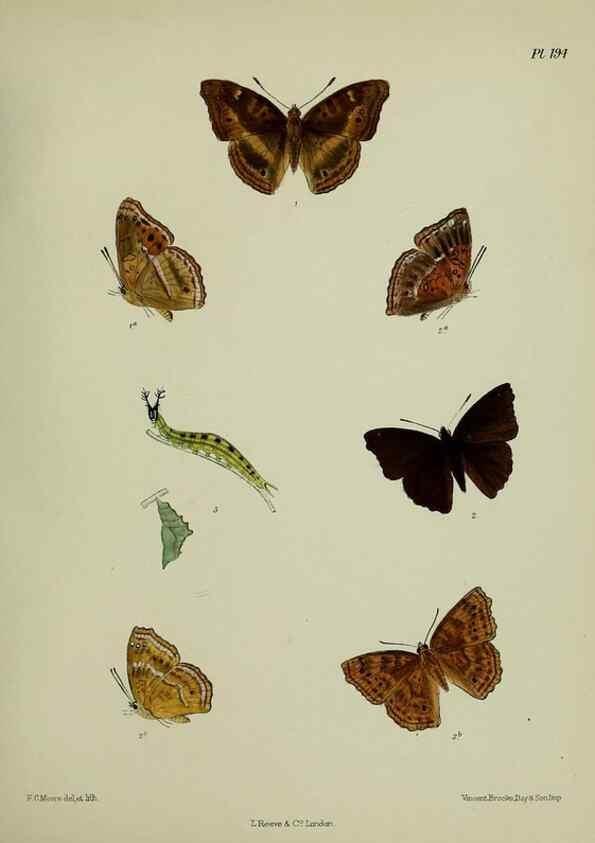 Reproducción/Reproduction 41120524801: Lepidoptera indica.. London,1890-1913.. 