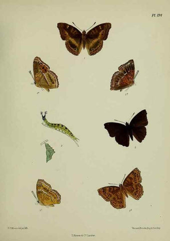 Reproducción/Reproduction 41120524801: Lepidoptera indica.. London,1890-1913.. 