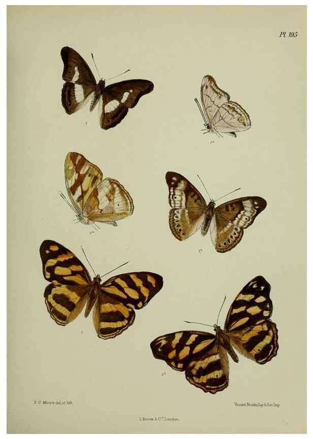 Reproducción/Reproduction 41077280532: Lepidoptera indica.. London,1890-1913.. 