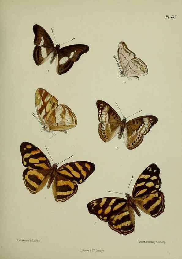 Reproducción/Reproduction 41077280532: Lepidoptera indica.. London,1890-1913.. 
