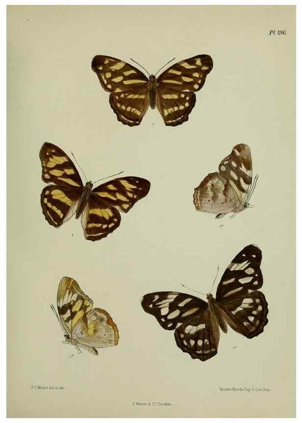 Reproducción/Reproduction 26249288657: Lepidoptera indica.. London,1890-1913.. 