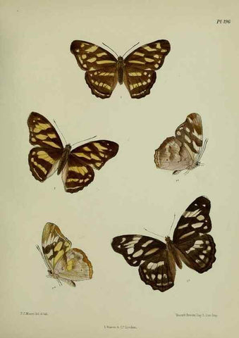 Reproducción/Reproduction 26249288657: Lepidoptera indica.. London,1890-1913.. 
