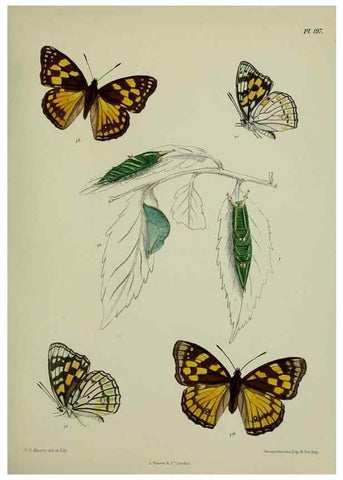 Reproducción/Reproduction 40409981754: Lepidoptera indica.. London,1890-1913.. 