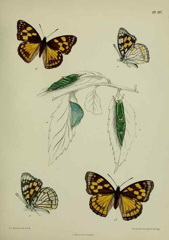 Reproducción/Reproduction 40409981754: Lepidoptera indica.. London,1890-1913.. 