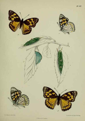 Reproducción/Reproduction 40409981754: Lepidoptera indica.. London,1890-1913.. 