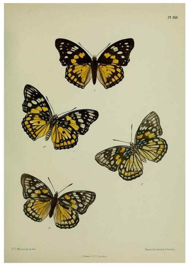 Reproducción/Reproduction 39311738990: Lepidoptera indica.. London,1890-1913.. 