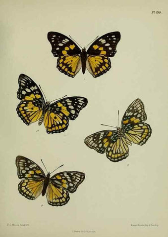 Reproducción/Reproduction 39311738990: Lepidoptera indica.. London,1890-1913.. 