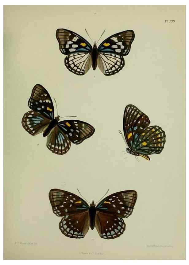 Reproducción/Reproduction 26249296117: Lepidoptera indica.. London,1890-1913.. 