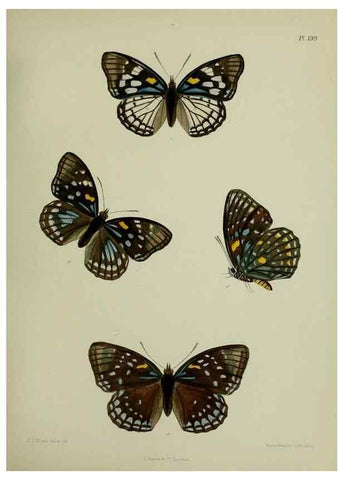 Reproducción/Reproduction 26249296117: Lepidoptera indica.. London,1890-1913.. 