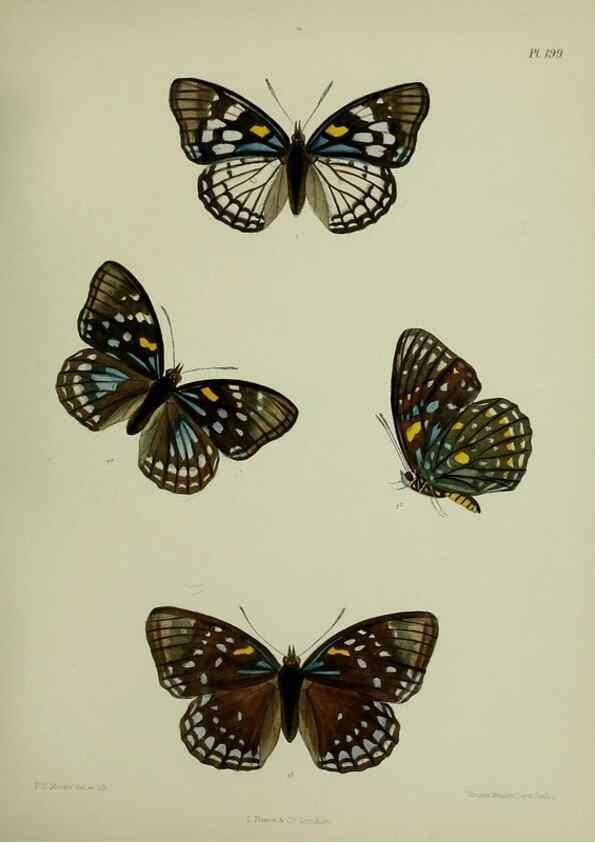 Reproducción/Reproduction 26249296117: Lepidoptera indica.. London,1890-1913.. 