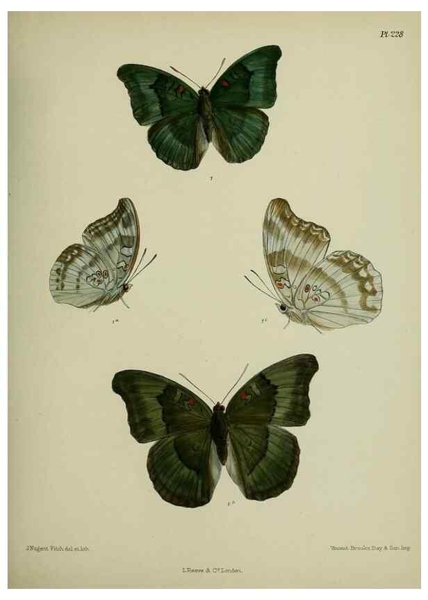 Reproducción/Reproduction 41120771171: Lepidoptera indica.. London,1890-1913.. 
