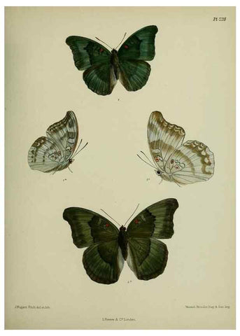 Reproducción/Reproduction 41120771171: Lepidoptera indica.. London,1890-1913.. 