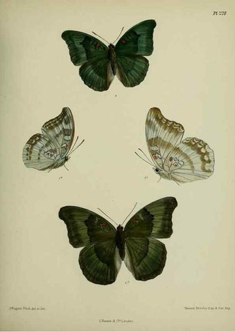 Reproducción/Reproduction 41120771171: Lepidoptera indica.. London,1890-1913.. 