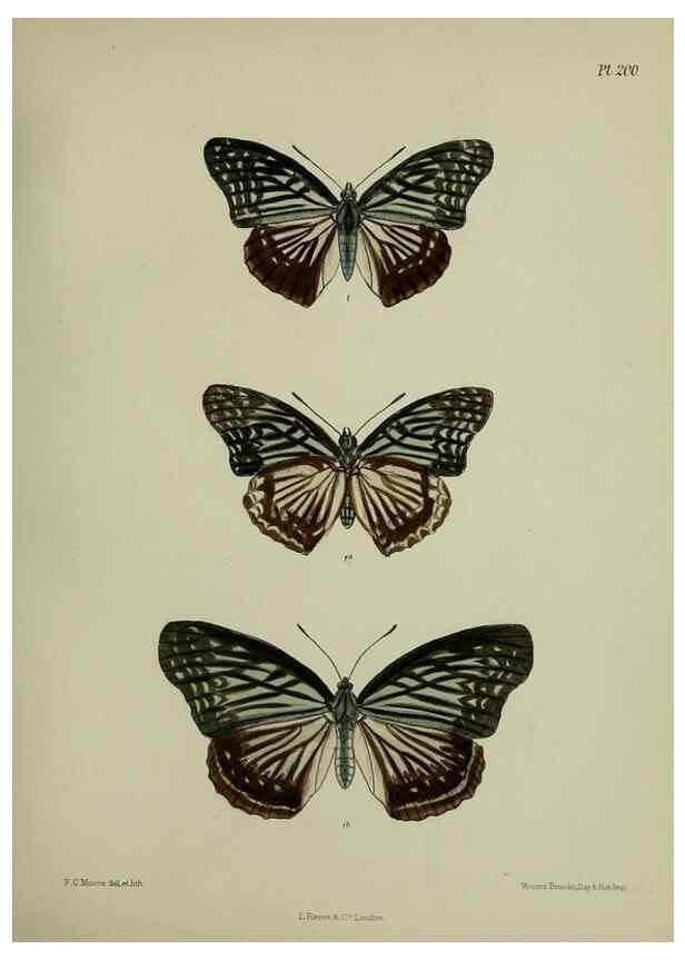 Reproducción/Reproduction 39311742670: Lepidoptera indica.. London,1890-1913.. 