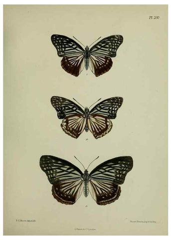 Reproducción/Reproduction 39311742670: Lepidoptera indica.. London,1890-1913.. 