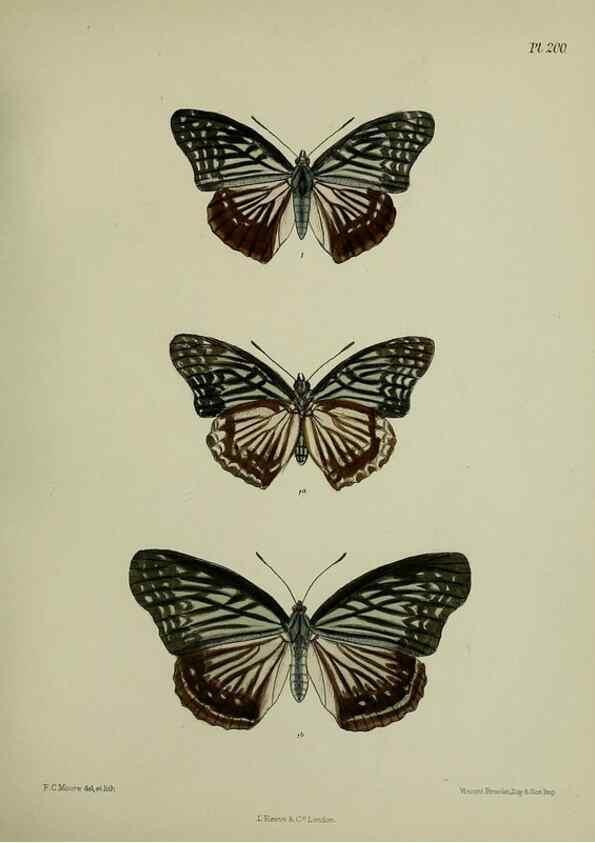Reproducción/Reproduction 39311742670: Lepidoptera indica.. London,1890-1913.. 