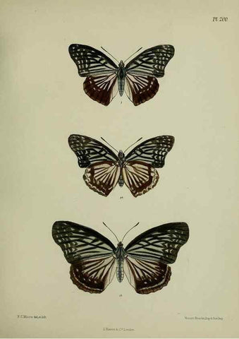Reproducción/Reproduction 39311742670: Lepidoptera indica.. London,1890-1913.. 