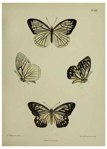 Reproducción/Reproduction 40225954935: Lepidoptera indica.. London,1890-1913.. 
