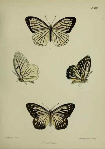 Reproducción/Reproduction 40225954935: Lepidoptera indica.. London,1890-1913.. 