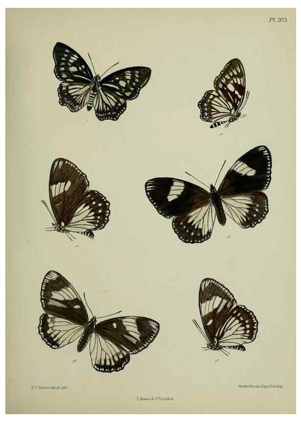 Reproducción/Reproduction 41120603971: Lepidoptera indica.. London,1890-1913.. 