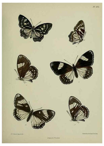 Reproducción/Reproduction 41120603971: Lepidoptera indica.. London,1890-1913.. 