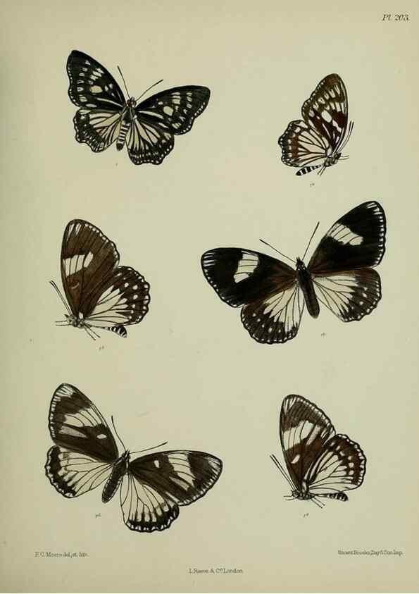 Reproducción/Reproduction 41120603971: Lepidoptera indica.. London,1890-1913.. 